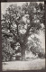 Near Gridley, California - Hutchins Oak. 11 Ft Diameter. Largest In California - Sonstige & Ohne Zuordnung