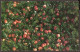 Ocean Spray Cranberries Inc. - Hanson Massachusetts - Andere & Zonder Classificatie