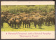 Tanzania - Ngorongoro Crate - Buffle - Buffalo's - Tanzanie