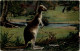 Australia - Kangaroo - Otros & Sin Clasificación