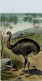 Austalia - Emu - Autres & Non Classés