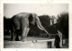 Fürstenfeldbruck - Zoo - Elefant - Fürstenfeldbruck