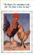 Oh Horace- I Ve Something To Tell You - Chicken - Humor