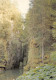 39 ARBOIS Les Gorges De La Langouette à Planches-en-Montagne (Scan R/V) N° 23 \MS9020 - Arbois