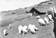 73 Hauteluce Chalets Et Moutons Sur La Route De Notre-Dame De Bellecombe (scan R/V) 64 \PC1205 - Albertville