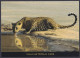 Sri Lanka Ceylon Mint Unused Airmail Postcard Yala National Park, Leopard, Wild Life, Wildlife, Animals, Post Card - Sri Lanka (Ceylon)