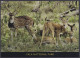 Sri Lanka Ceylon Mint Unused Airmail Postcard Yala National Park, Spotted Deer, WIldlife, Wild Life, Animals, Post Card - Sri Lanka (Ceylon)