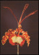 Ansichtskarte  Fauna / Pflanzen: Oncidium Kramerianum (Oncidium) 1964 - Altri & Non Classificati