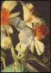 Fauna / Pflanzen: Sparmannia Africana (Blühende Zimmerlinde) 1964 - Other & Unclassified