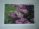 GREECE  POSTCARDS BUTTERFLIES IN FLOWERS     MORE  PURHASES 10% DISCOUNT - Schmetterlinge