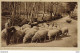 Agriculture Elevage Pyrénées N°1 Berger Avec Son Troupeau De Moutons VOIR DOS Platinogravure LL Paris - Viehzucht