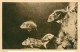 CPA Monaco-Aquarium-Dentex Et Dorade-Timbre      L1070 - Ozeanographisches Museum