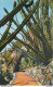 CPA Monaco-Jardin Exotique-Céréus Pitahaya       L1065 - Exotische Tuin