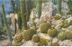 CPA Monaco-Jardin Exotique-Pilocéréus Et Céréus       L1065 - Exotischer Garten