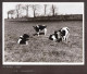 2 Photos Originales 80 SOMME 1975 " Paturages Vaches Et RENAULT R15 " Le Hourdel, Cayeux _PHOT217a&b - Sonstige & Ohne Zuordnung