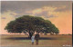 Postcard Neu-Halle Marapyane Baum In Neu-Halle (Marapyane) 1922 - Sudáfrica