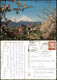 Ansichtskarte Berchtesgaden Stadtblick Baumblüte 1963 - Berchtesgaden