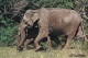 Sri Lanka Les Eléphants Sauvages à Yala - Elefanten
