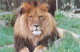Hermival Les Vaux Cerza Parc Des Safaris Un Lion - Leones