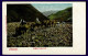 Ref 1649 - Early Postcard - Camel Caravan - Tenerife Canary Islands - Spain - Tenerife