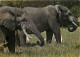 Animaux - Eléphants - Faune D'Afrique - CPM - Voir Scans Recto-Verso - Elephants