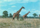 Animaux - Girafes - Tanzanie - Girafe (Twiga) African Wild Life Lake Manyara Game Park - Tanzania - Carte Neuve - CPM -  - Jirafas