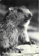 Animaux - Marmottes - CPM - Voir Scans Recto-Verso - Andere & Zonder Classificatie