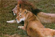 Animaux - Fauves - Lion - Réserve Du PAL De St Pourçain Sur Bresbre - Zoo - CPM - Voir Scans Recto-Verso - Leones