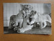 Zoo, Dierenpark, Tierpark / Zoologischer Garten Frankfurt Am Main, Lowin Mit Jungen --> Written 1956 - Lions