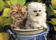 KATZE MIEZEKATZE Tier Vintage Ansichtskarte Postkarte CPSM Unposted #PAM610.A - Cats
