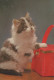 KATZE MIEZEKATZE Tier Vintage Ansichtskarte Postkarte CPSM #PAM115.A - Cats