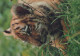 TIGRE GRANDE GATTO Animale Vintage Cartolina CPSM #PAM028.A - Tigri
