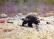 BEAR Animals Vintage Postcard CPSM #PBS910.A - Beren