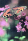 FARFALLA Animale Vintage Cartolina CPSM #PBS417.A - Butterflies