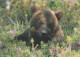 BEAR Animals Vintage Postcard CPSM #PBS205.A - Osos