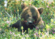 BEAR Animals Vintage Postcard CPSM #PBS205.A - Osos