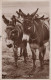 ESEL Tiere Vintage Antik Alt CPA Ansichtskarte Postkarte #PAA287.DE - Ezels