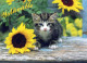 KATZE MIEZEKATZE Tier Vintage Ansichtskarte Postkarte CPSM #PBQ936.DE - Cats