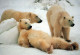 OSO Animales Vintage Tarjeta Postal CPSM #PBS132.ES - Bears