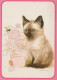 GATO GATITO Animales Vintage Tarjeta Postal CPSM #PAM584.ES - Katzen