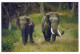 ÉLÉPHANT Animaux Vintage Carte Postale CPSM #PBS762.FR - Olifanten