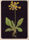 FIORI Vintage Cartolina CPSM #PAR471.IT - Fleurs