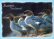 UCCELLO Animale Vintage Cartolina CPSM #PAN399.IT - Oiseaux