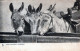 DONKEY Animals Vintage Antique Old CPA Postcard #PAA206.GB - Burros
