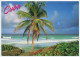 Postal Stationery Cuba Palm Tree - Trees