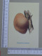 POSTCARD  - POLYSTICTUS LEONINUS - CHAMPIGNONS - 2 SCANS  - (Nº59056) - Mushrooms