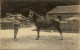 CARTE PHOTO BEAU CHEVAL EN 1914 - Fotografia