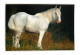 Format Spécial - 170 X 115 Mms - Animaux - Chevaux - Shirestute, ScotlandGrayLaydy Gestut Tannehof - Fotografie Marielle - Chevaux