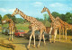 Animaux - Girafes - Royaume-Uni - Woburn Wild Animal Kingdom, Woburn Park, Beds - Automobiles - Carte Neuve - CPM - UK - - Giraffen
