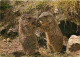 Animaux - Marmottes - CPM - Voir Scans Recto-Verso - Other & Unclassified